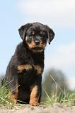 ROTTWEILER 195